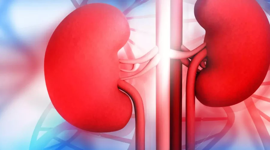 red-and-blue-kidneys.jpeg