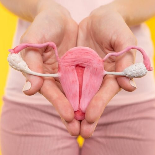 Uterus,And,Ovaries.,Uterus,And,Ovaries,In,Hands,Of,A